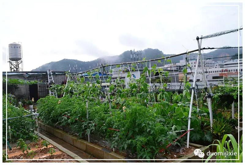 聽說了嗎，多米居然開始搞副業(yè)了？