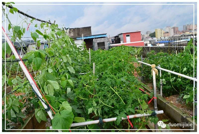 聽說了嗎，多米居然開始搞副業(yè)了？